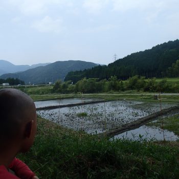 The Small Rice Farm