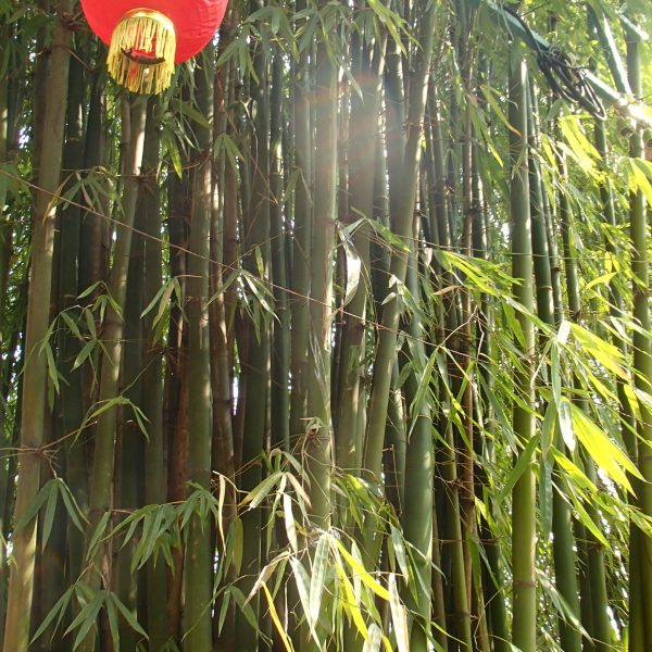 Bamboo, lantern