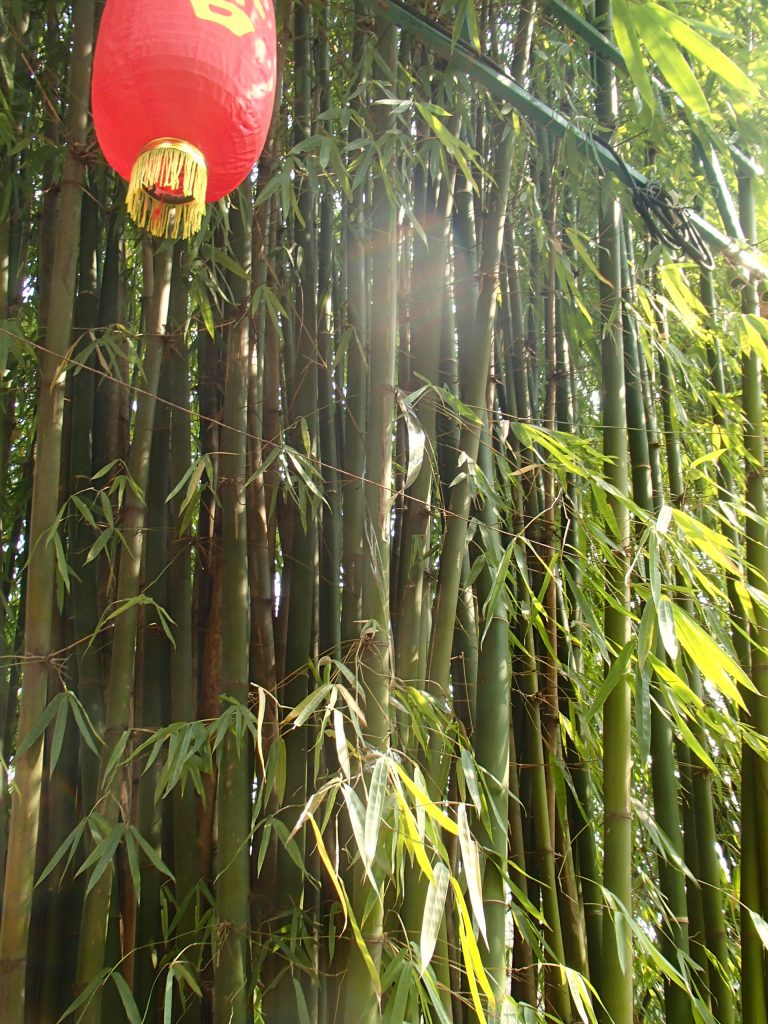 Bamboo, lantern